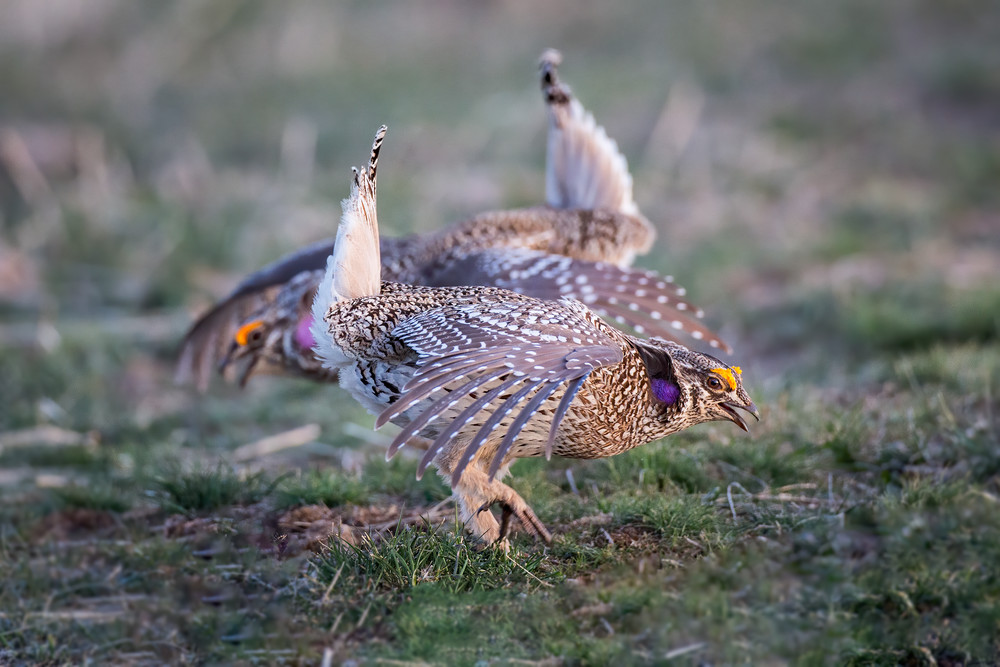 Sharp tailed grouse dance off