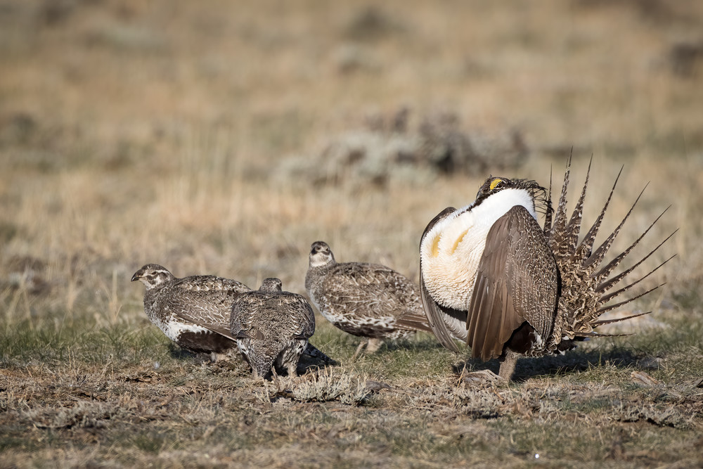 Sage Grouse king of the lek