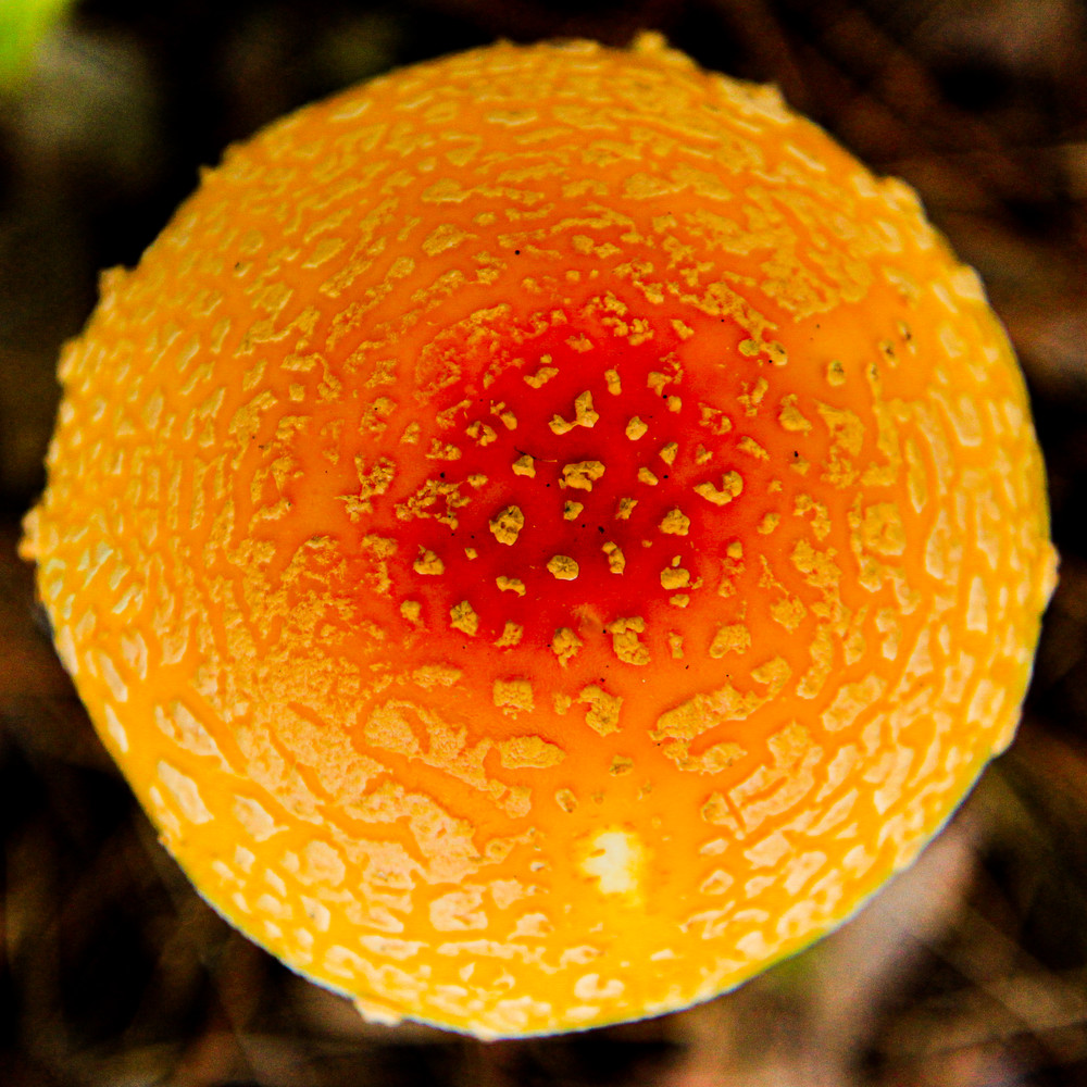 Fly Agaric Photography Art | Spry Gallery