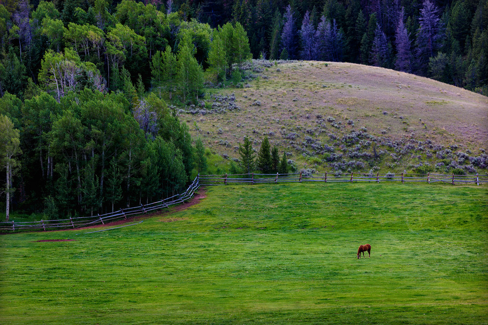 Horse Farm near Slide Lake, Jackson Hole, Wyoming