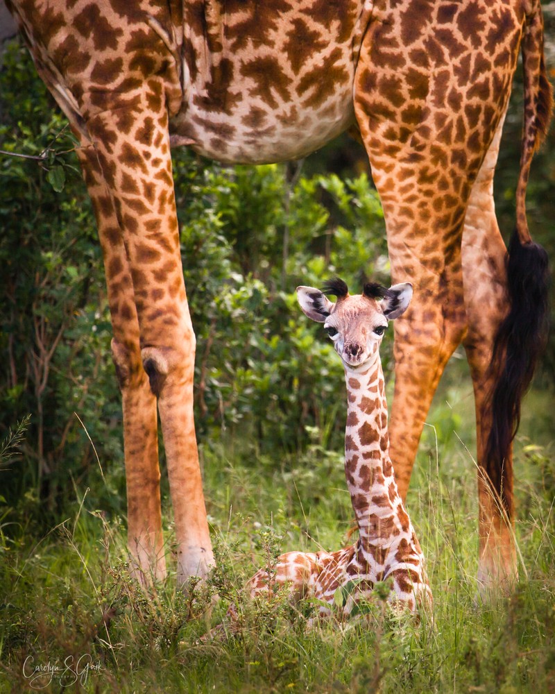 Baby Calf Giraffe Sitting Under Mothers Long Legs in Masai Mara