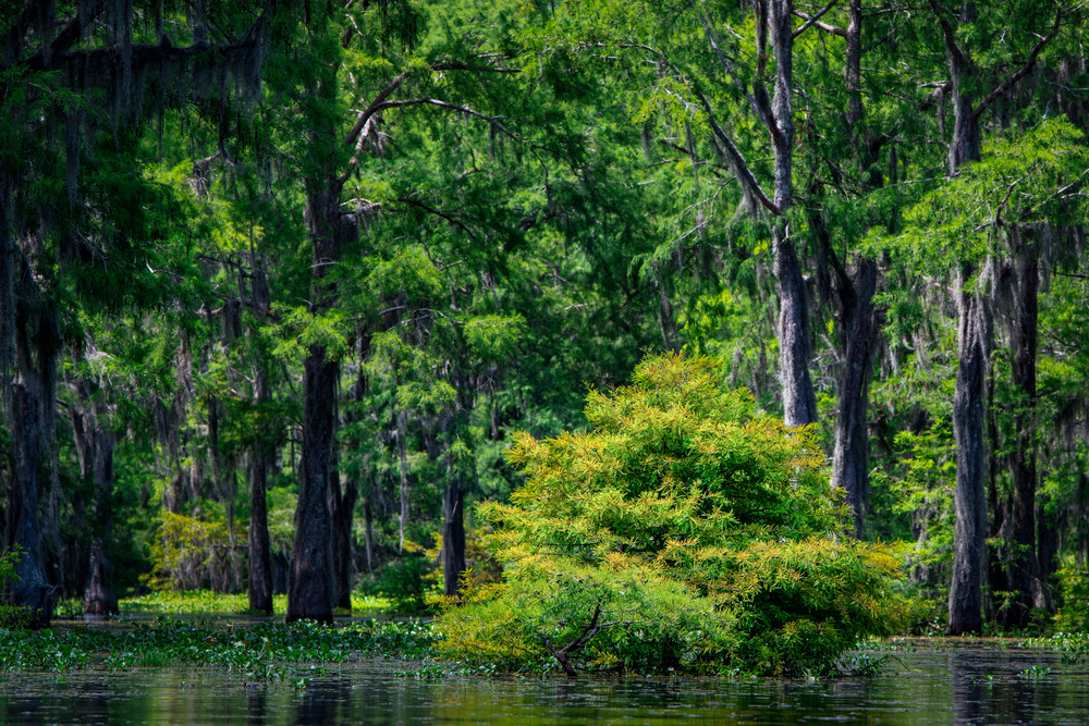 Neck Deep In The Swamp Photography Art | Andy Crawford Photography - Fine-art photography
