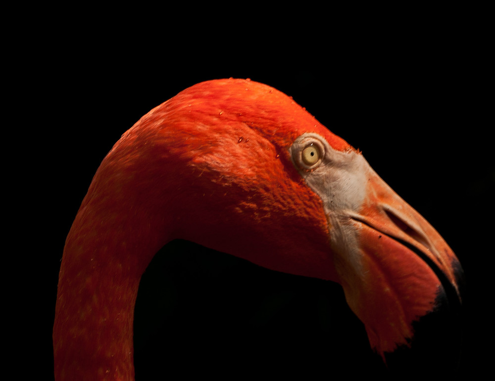 Portrait Of Flamingo  Photography Art | Barbara Masek Photography