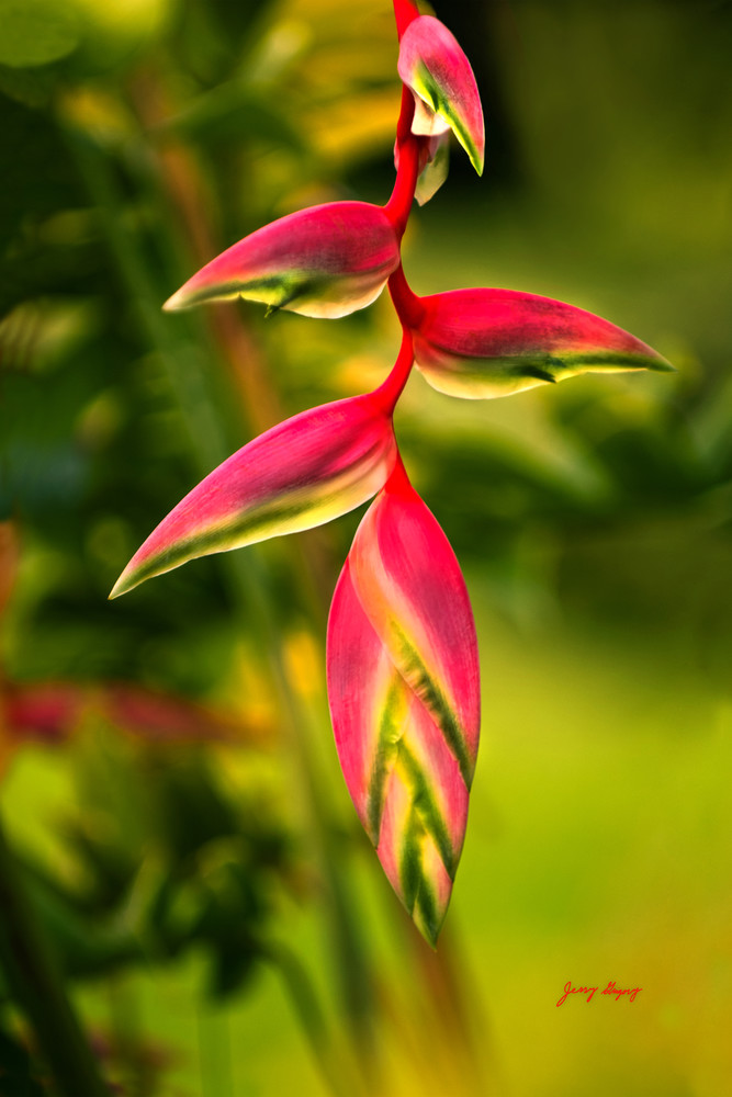 1034 Sexy Pink Heliconia Photography Art | JERRY GRIGORY ART