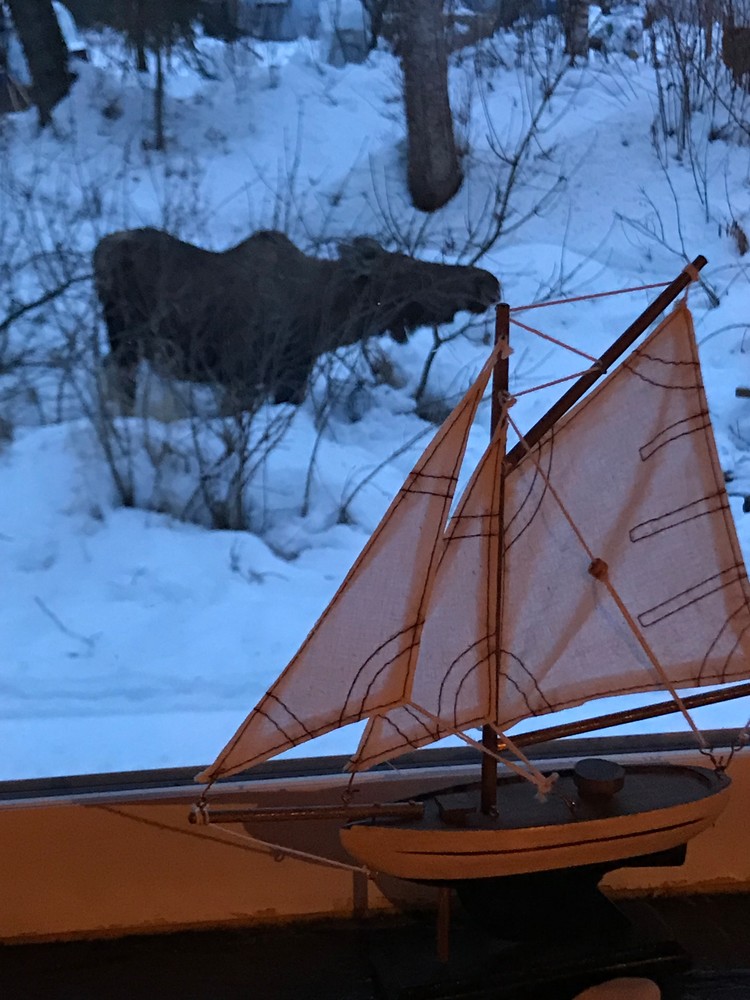 Moose And Small Boat Photography Art | Visionary Adventures, LLC