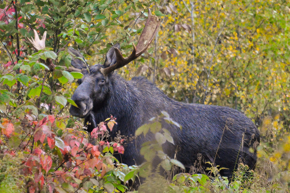 My First Moose Photography Art | Monteux Gallery