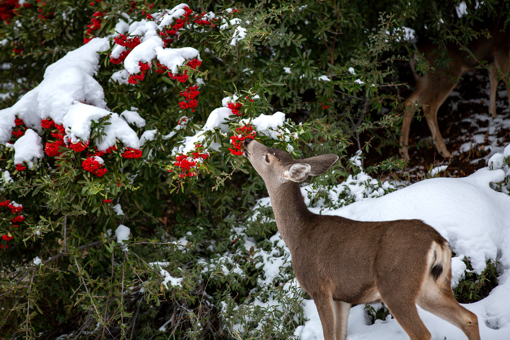 Winter's Delights Photography Art | Josh Kimball Photography