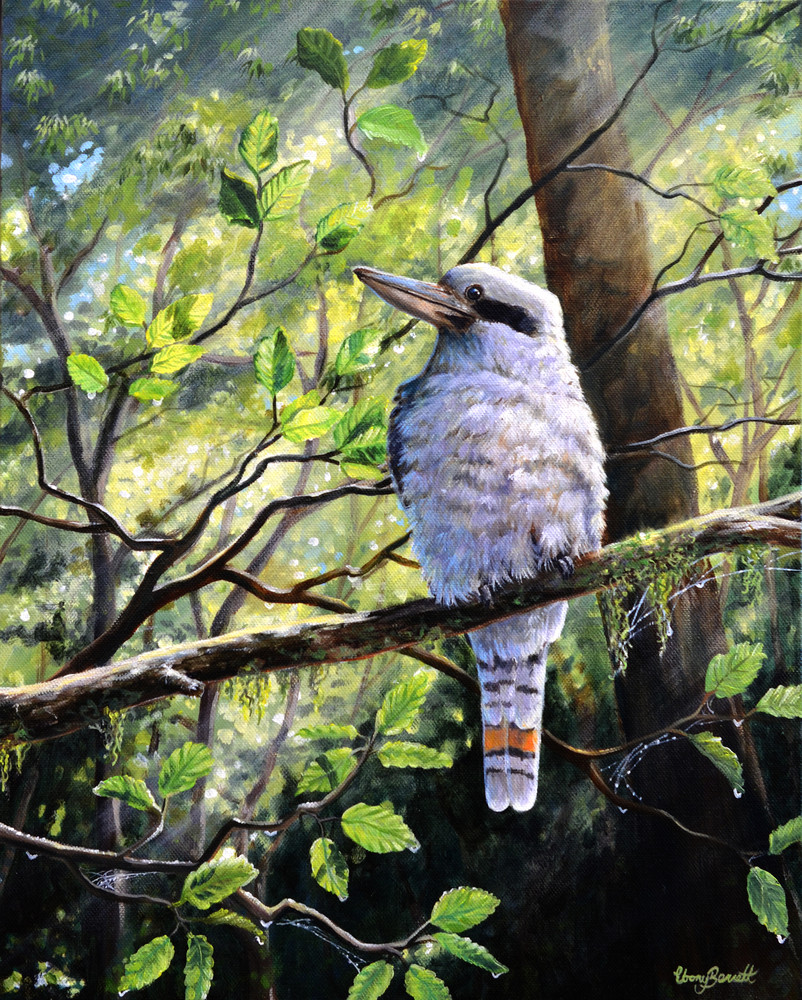 Kookaburra - Forest Friend