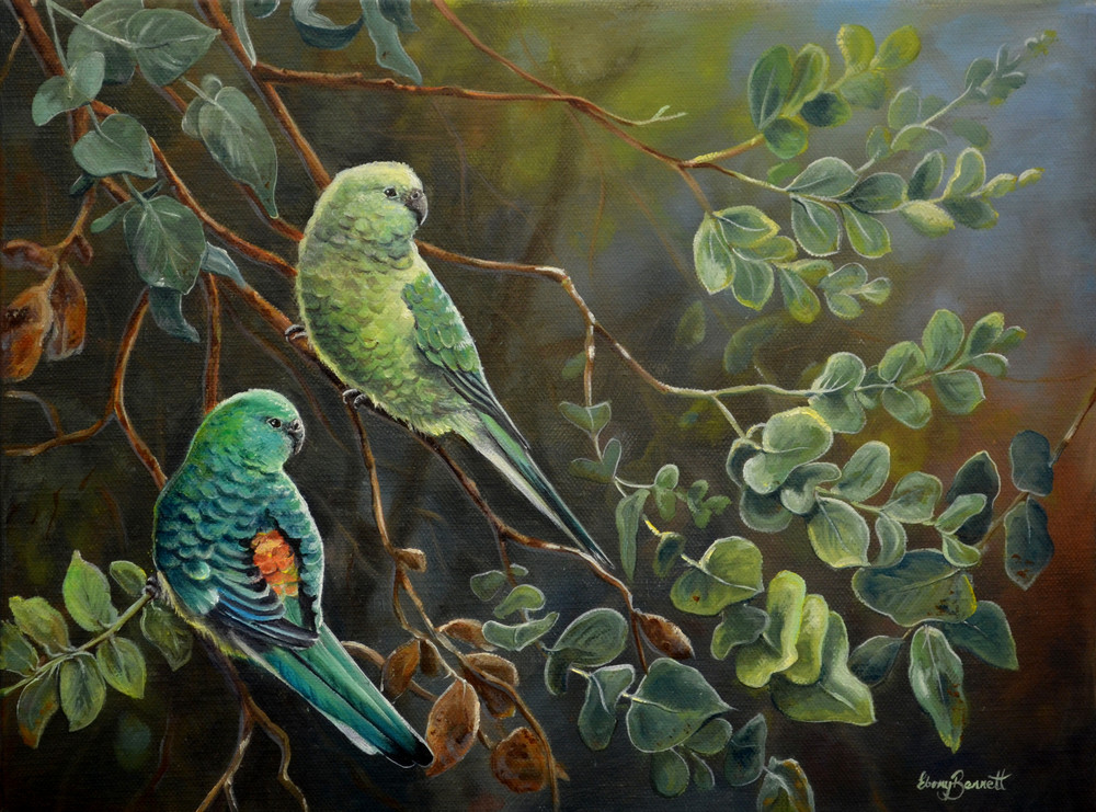 Red-rumped Parrots Blue Gum Lookout