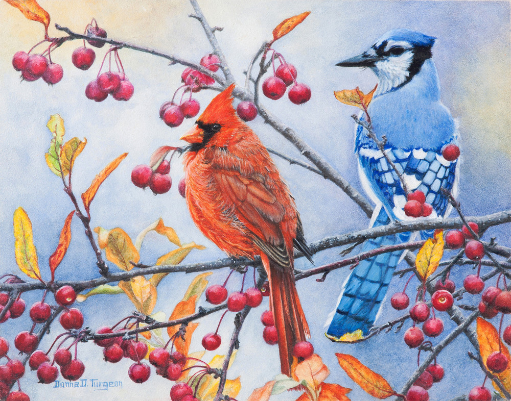 Unusual, Male Cardinal and Bluejay Fine Art Prints by Donna D. Turgeon