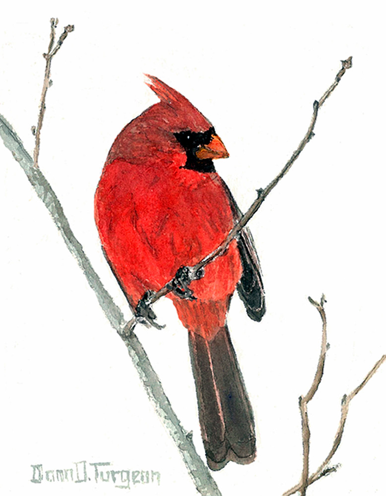 Gorgeous Northern Cardinal Male Watercolor by Donna D. Turgeon