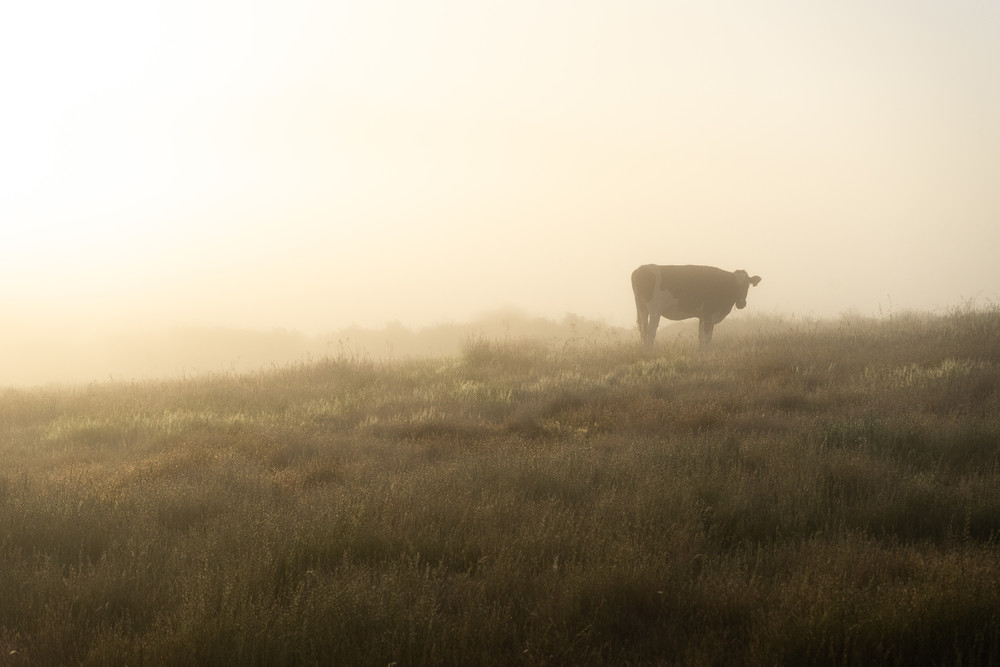 Contemplation - foggy sunrise on a farm in Northern California photograph print Contemplation - foggy sunrise on a farm in Northern California photograph print