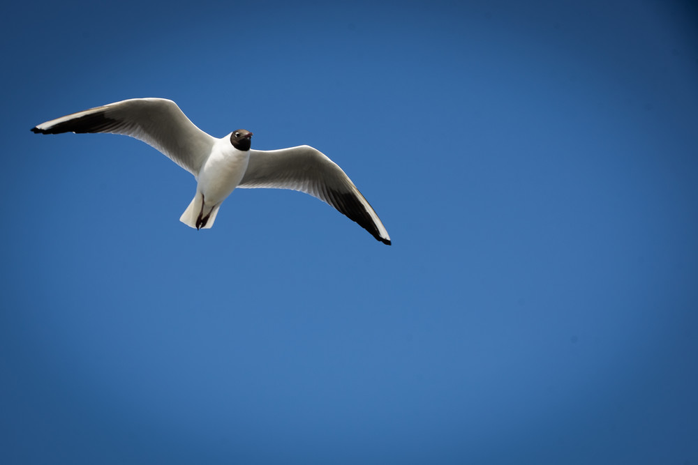 Dutch Countryside Black-headed gull photography | Eugene L Brill