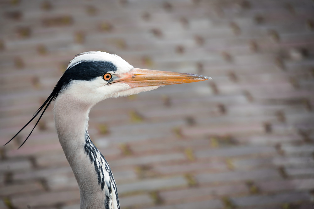 Dutch Countryside photography blue heron | Eugene L Brill