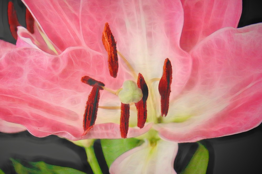 Pink Lily Digital Art | CJ Harding 