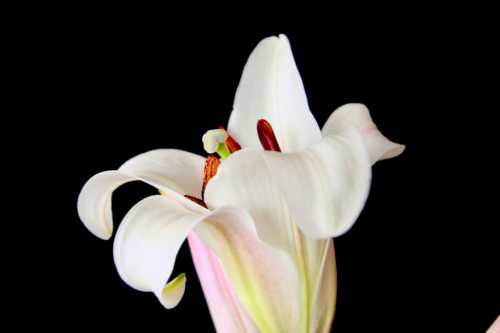 White Lily #3 Art | CJ Harding 