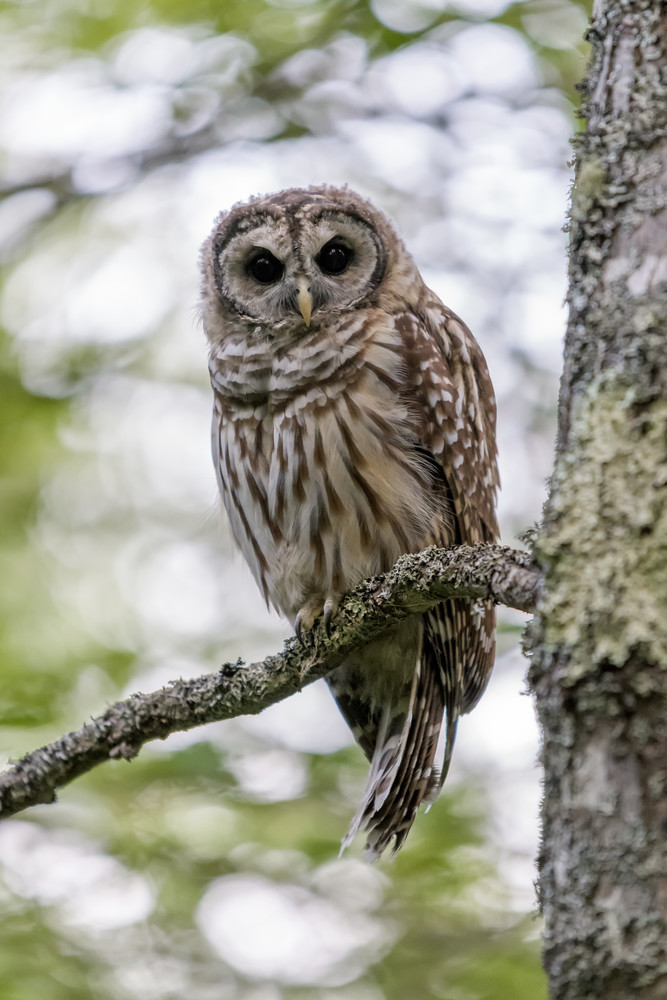 Acadia S Barred Owl Photography Art | Jesse MacDonald Photography