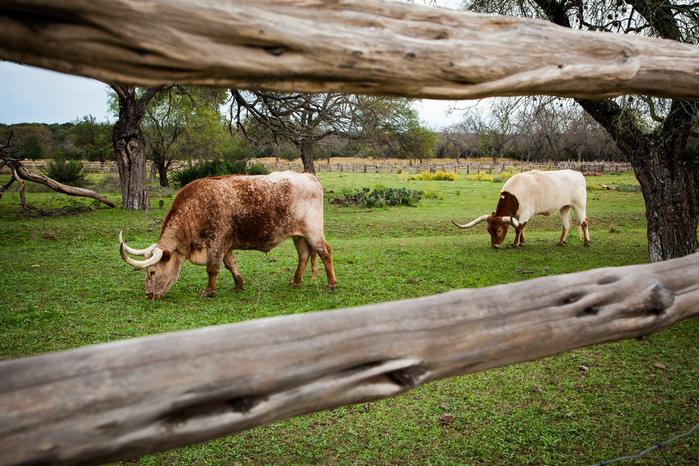 Longhorns Behind The Fence Photography Art | Michael Penn Smith - Vision Worker