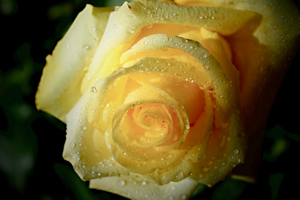 Flowers, yellow_rose, Arboretum