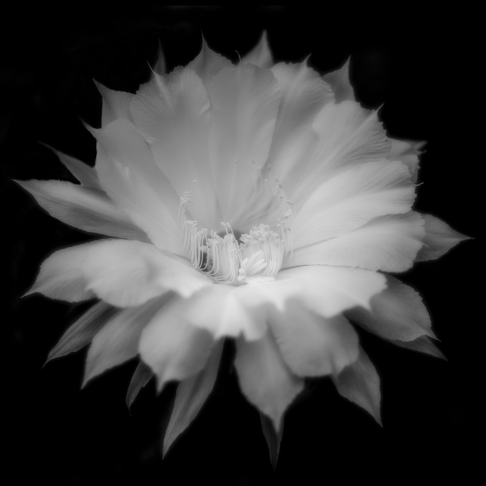 Black and White Echinopsis Blossom Photographic Print