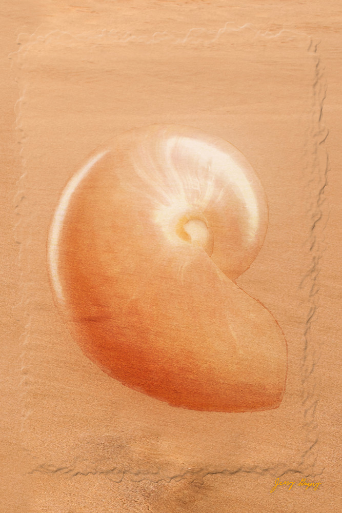 Nautilus Photography Art | JERRY GRIGORY ART