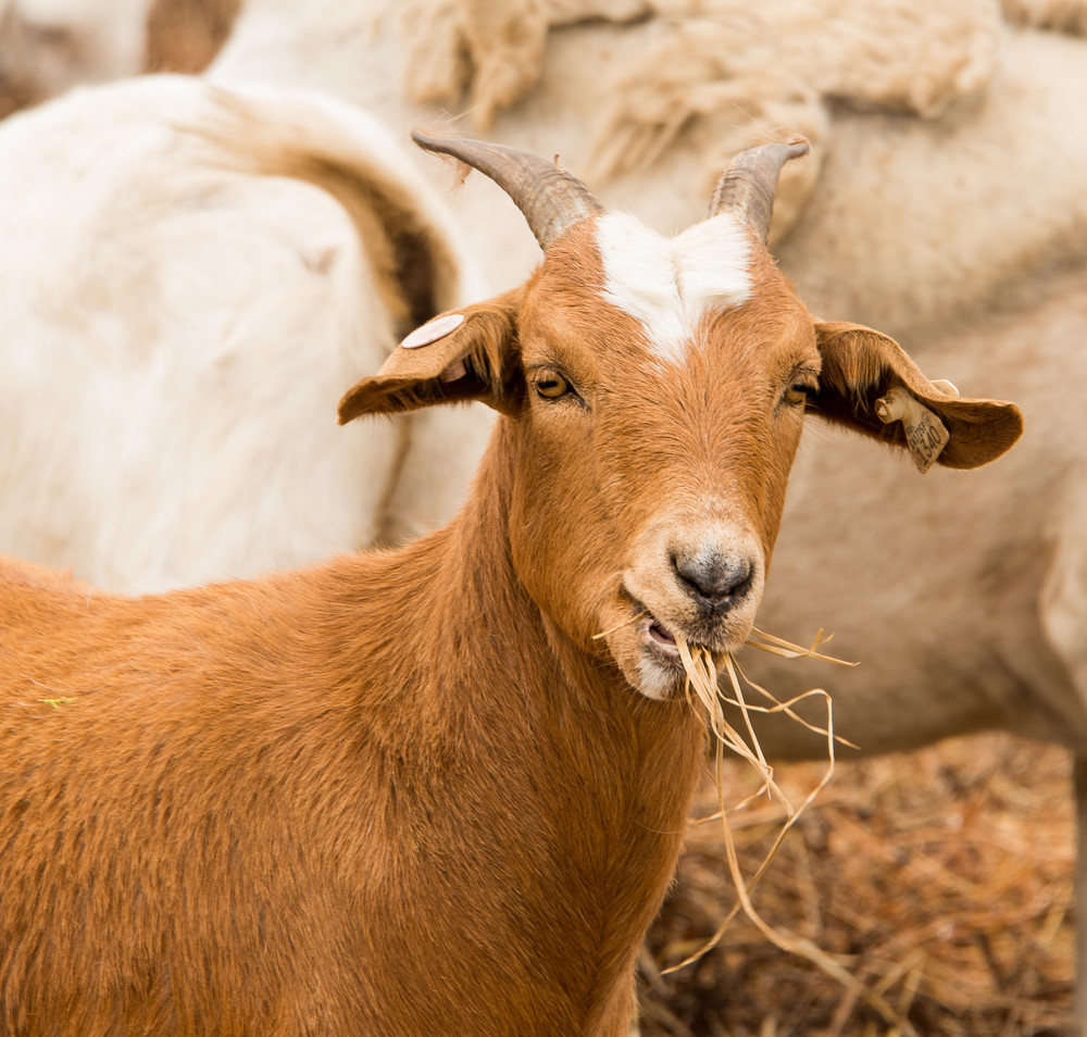 Grazing Goat Photography Art | Barbara Masek Photography