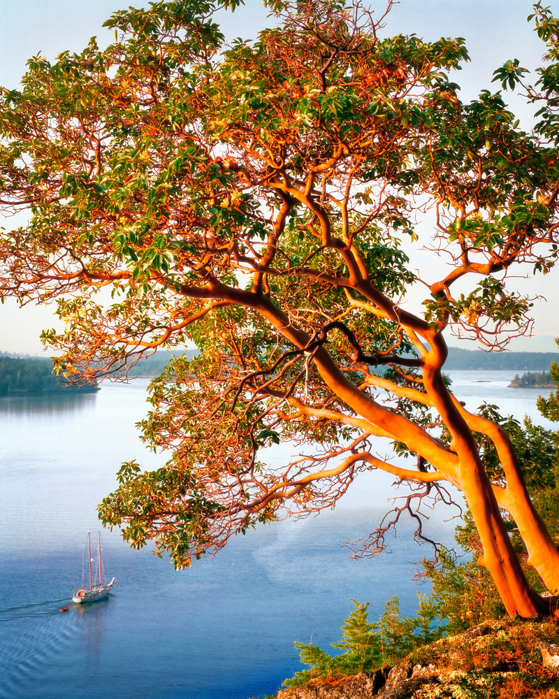 A journey through the San Juan Islands. Sailboats and madrona trees are plentiful.