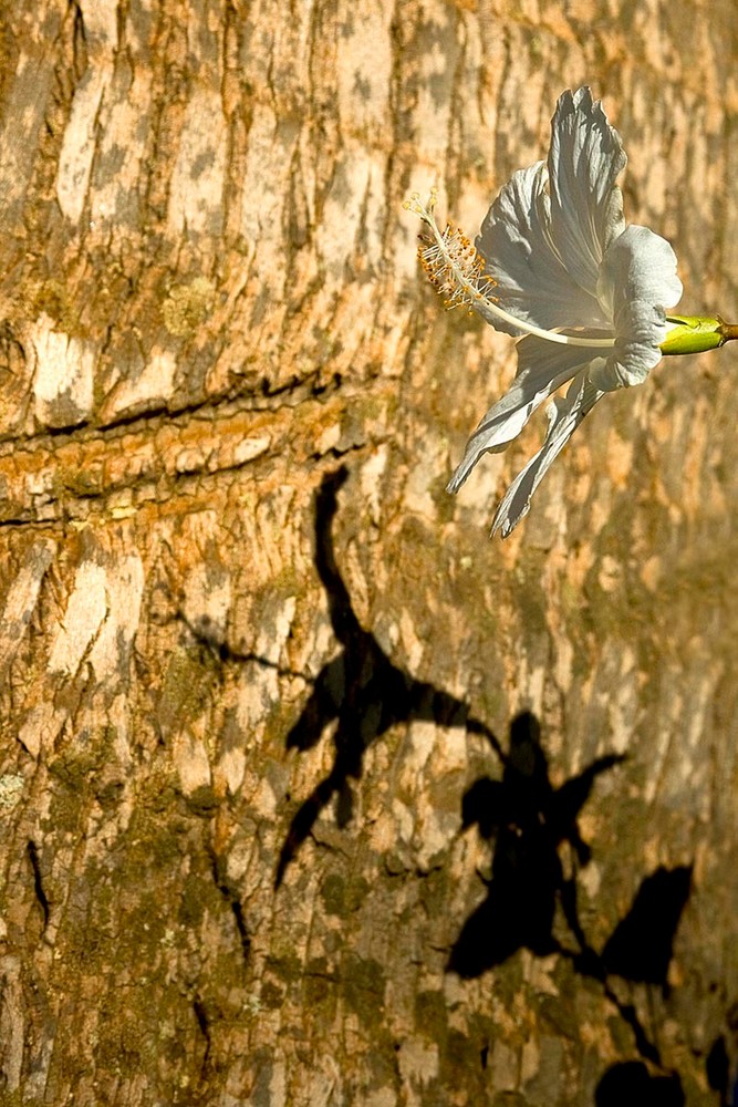 Hibiscus Shadow Photography Art | Inspiring Images