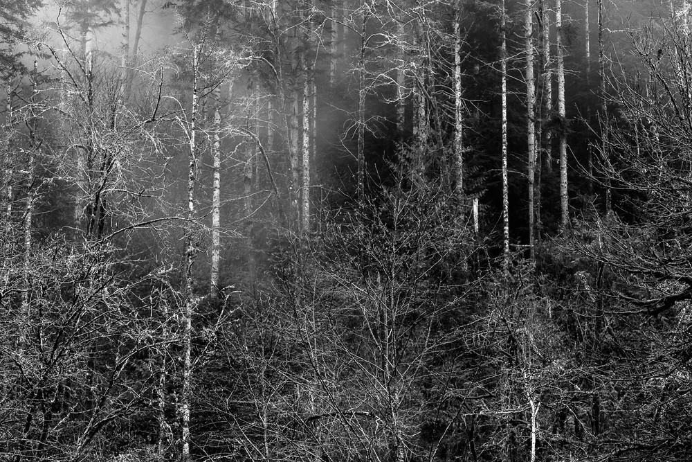 Trees, Capitol State Forest, Washington, 2015