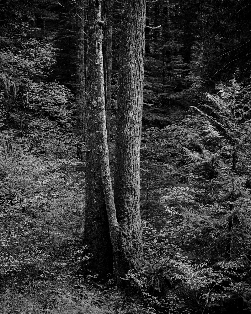 Trees, Gifford Pinchot National Forest, Washington, 2019