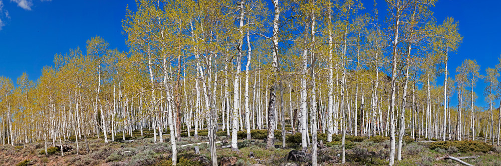 Pando Aspen Pine Grove Photography Art | Art in Nature