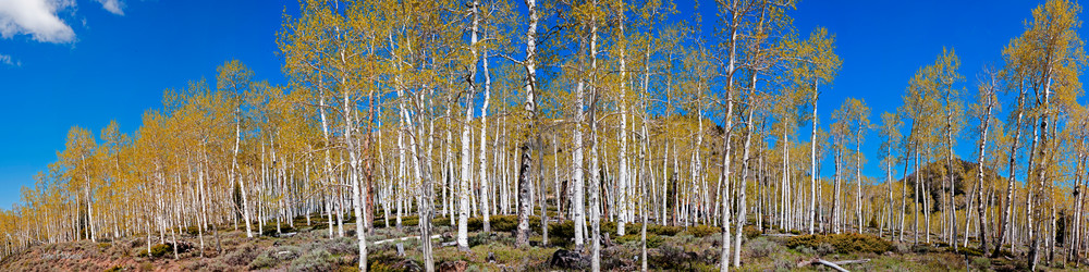 Pando Photography Art | Art in Nature