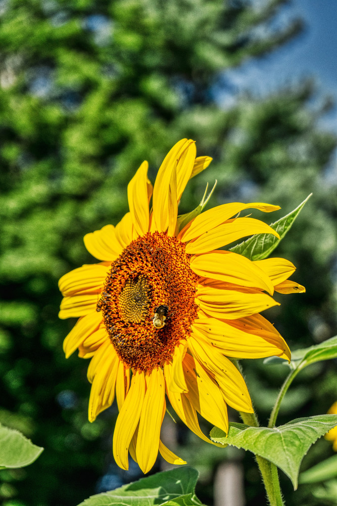 Sunflower Photography Art | Paul J Godin Photography