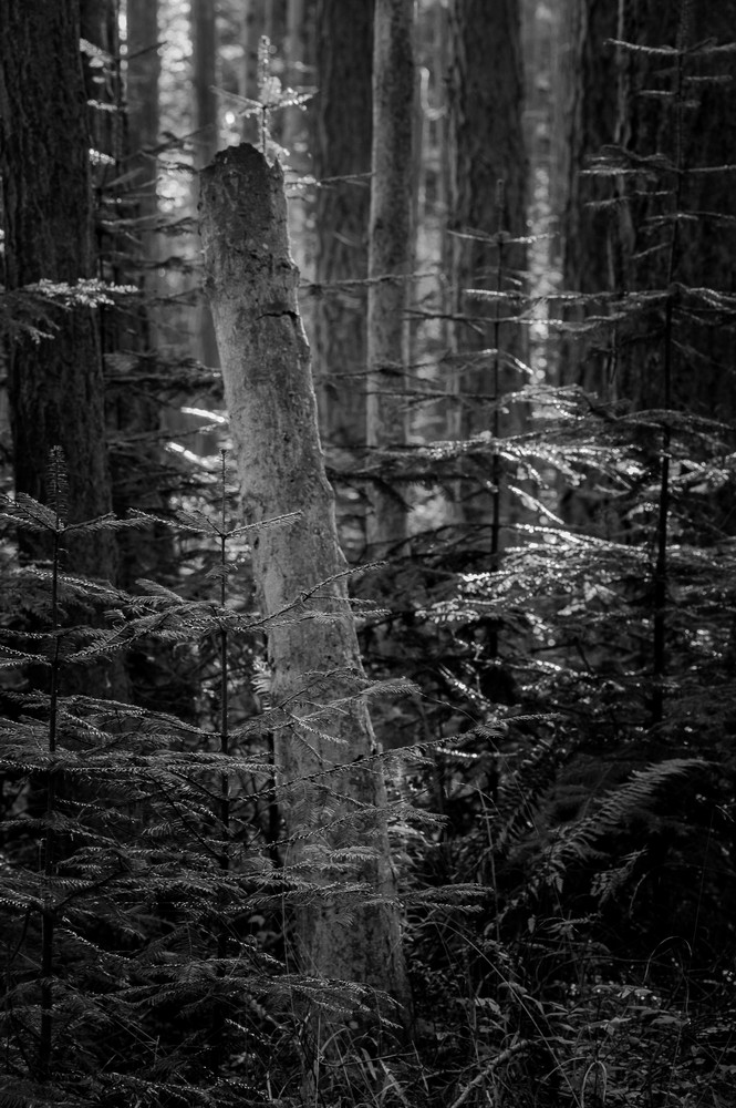 Autumn Forest, Fort Casey State Park, Whidbey Island, Washington, 2015
