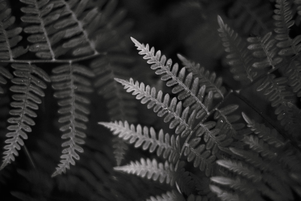 Ferns No. 2, Whidbey Island, Washington, 2014