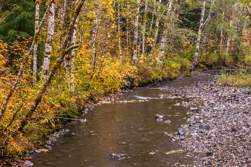 Autumn Colors, Deer Creek, Washington, 2015