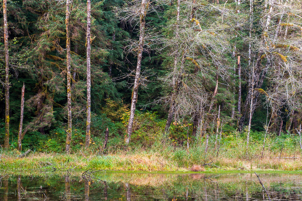 Autumn Forest, Gold Basin Mill Pond, Washington, 2015