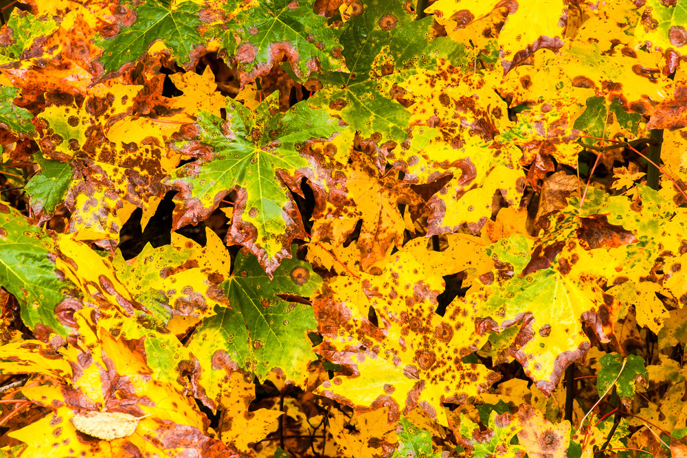 Autumn Maple Leaves, Mountain Loop Highway, Washington, 2015