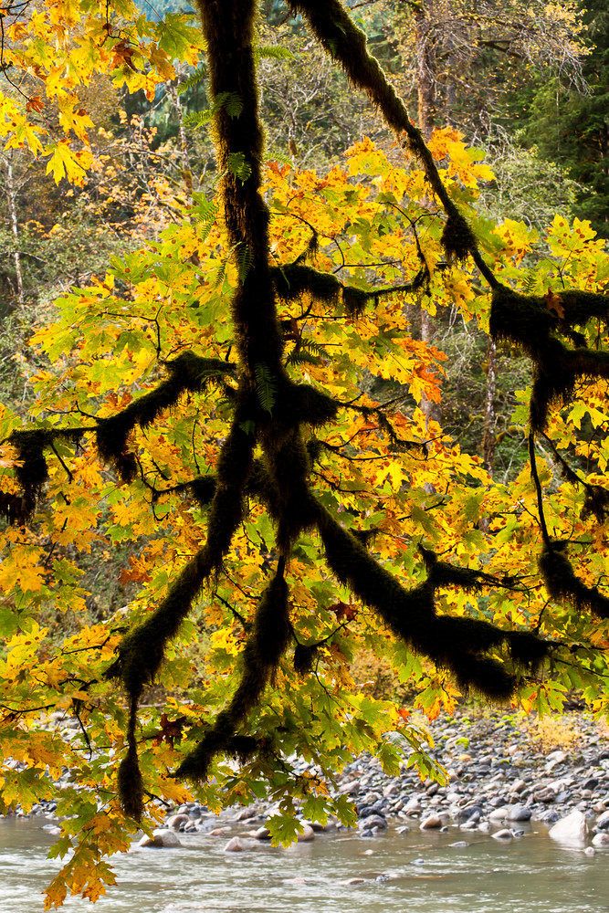 Autumn Maple Leaves, Turlo Campground, Verlot, Washington, 2015