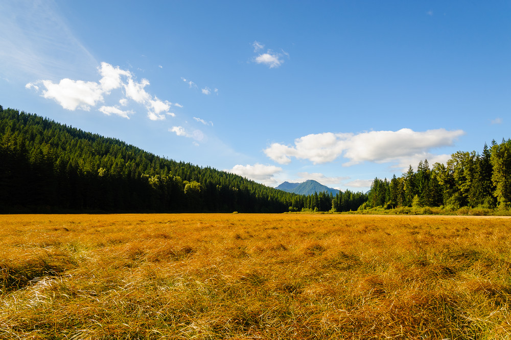 Bear Prairie, Lewis County, Washington. 2016