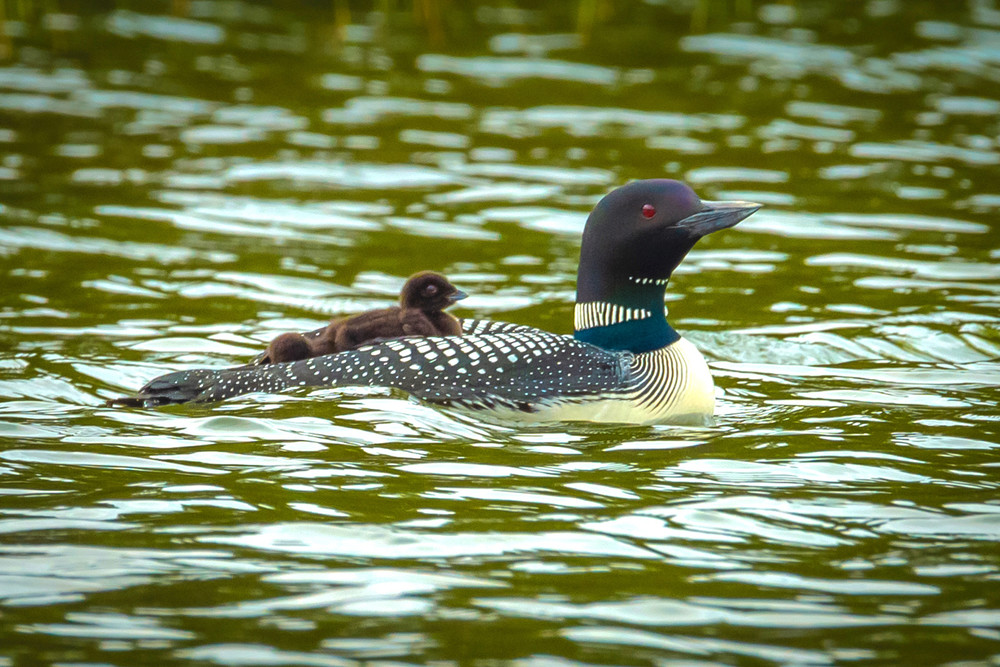 Loon Family Photography Art | Monteux Gallery