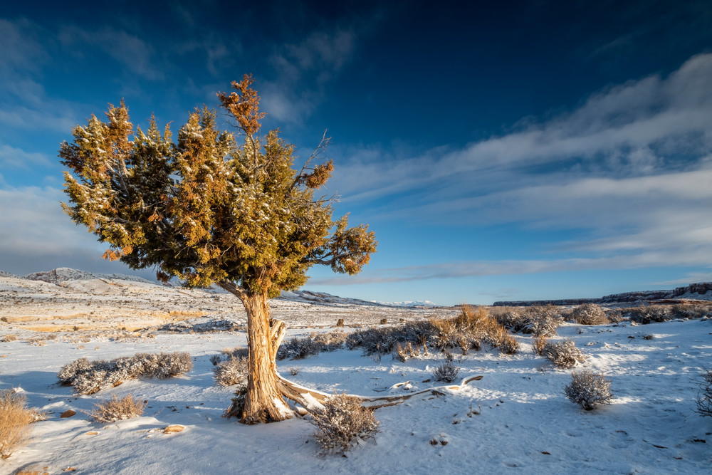 Cedar Tree In Winter At Sunset, Butler Wash Photography Art | John Gregor Photography