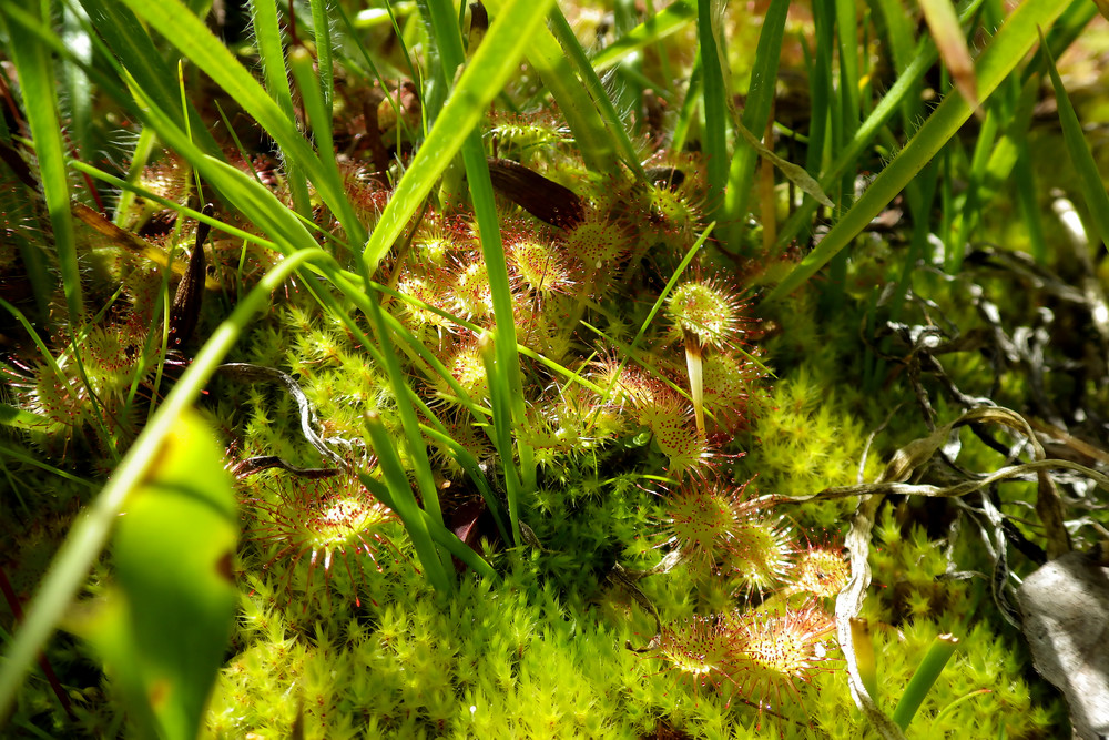 Sundews In Meadow Art | Inviting Light Photography®