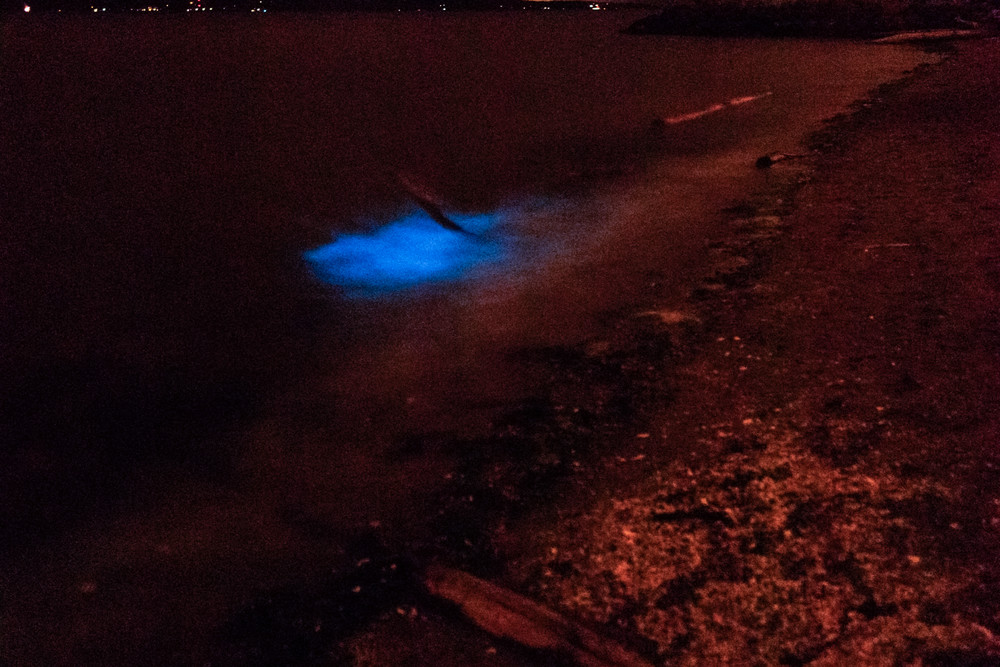 Bioluminescence In Washington Art | Inviting Light Photography®