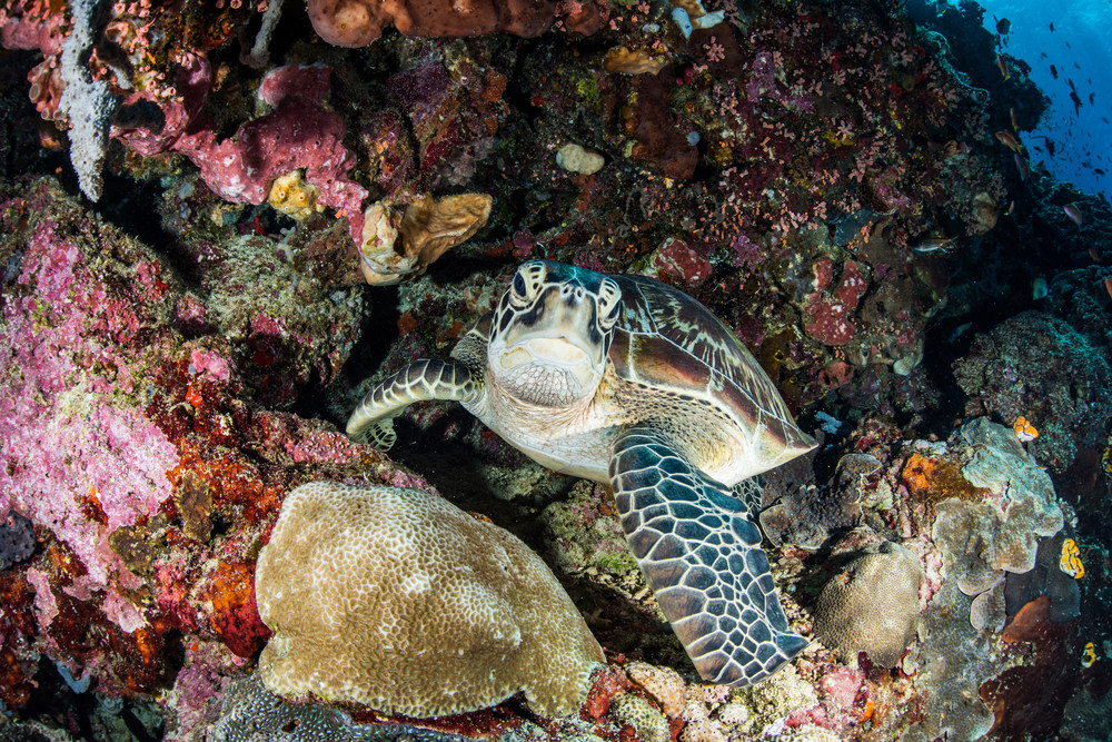 Resting Turtle on a coral reef is a fine art photograph available for sale.