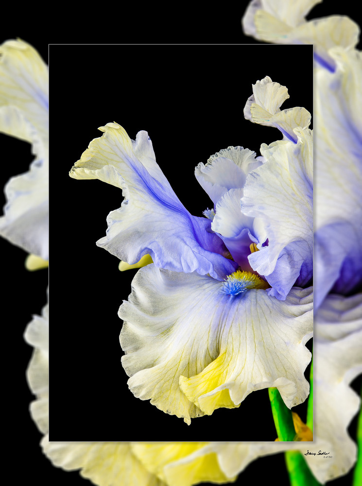Iris Dancing 3D Art | Whispering Impressions