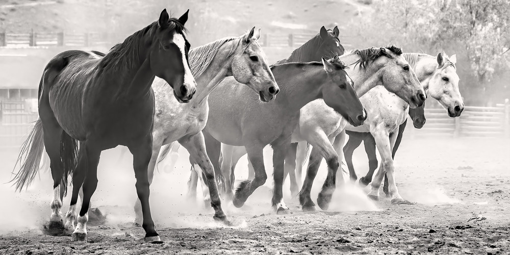 Horse  Group Bw Photography Art | Whispering Impressions