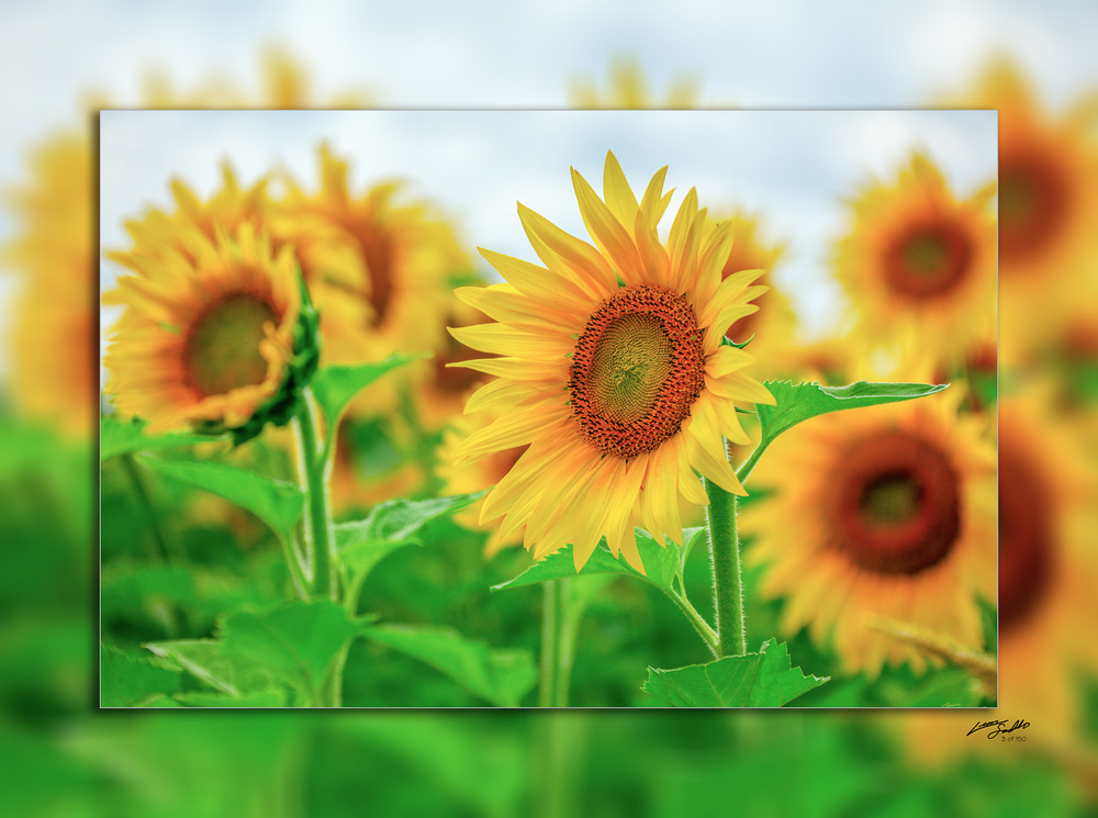 Sunflower Patch 3D Art | Whispering Impressions