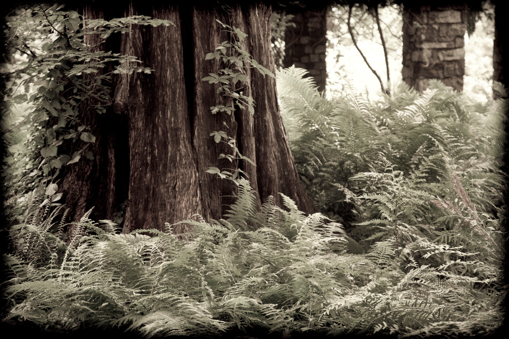 Redwood Photography Art | David Frank Photography