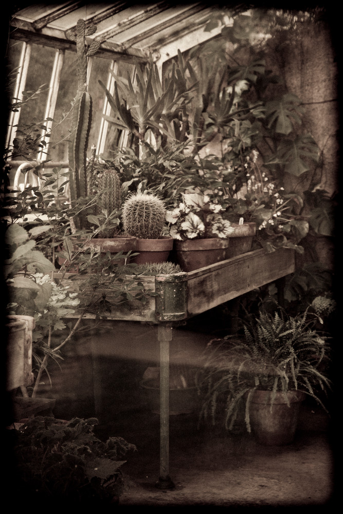 In The Greenhouse Photography Art | David Frank Photography